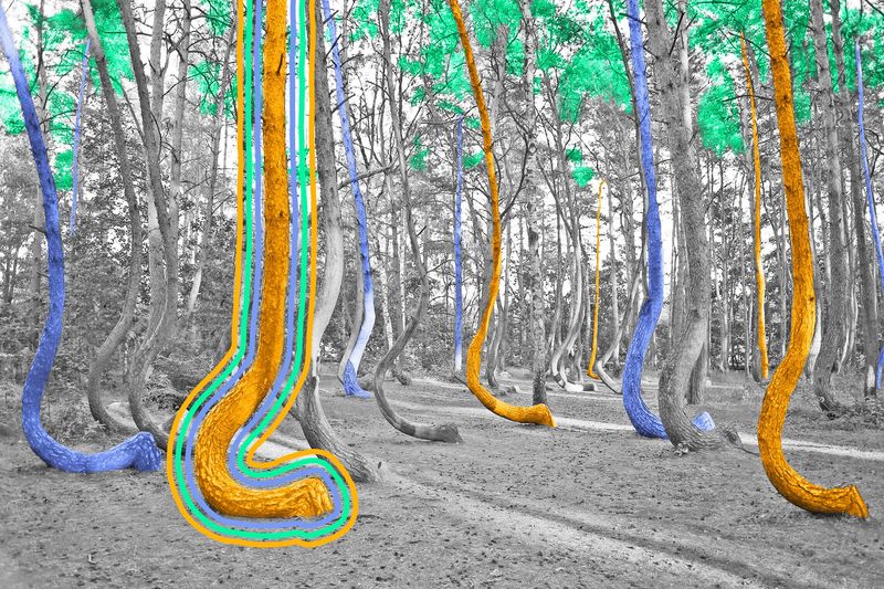 Poland has a forest of crooked pine trees — and no one is sure why.