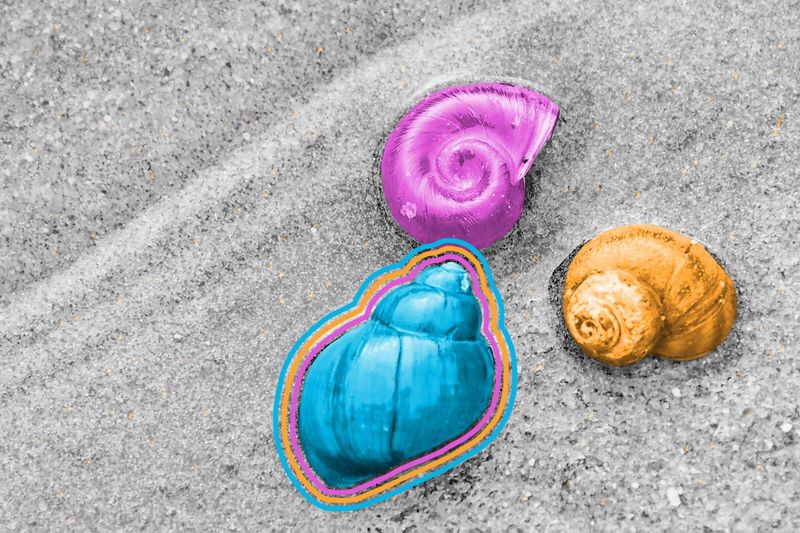 Nine out of 10 shells open to the right.