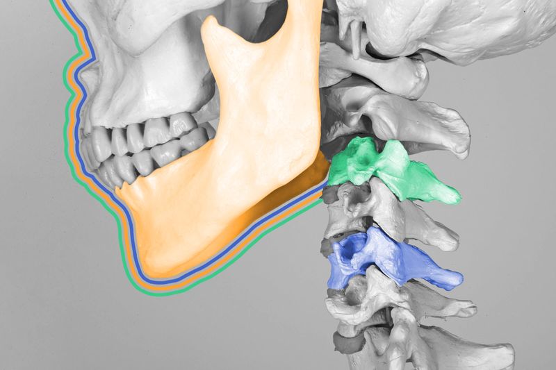 Humans are the only animals with true chins.