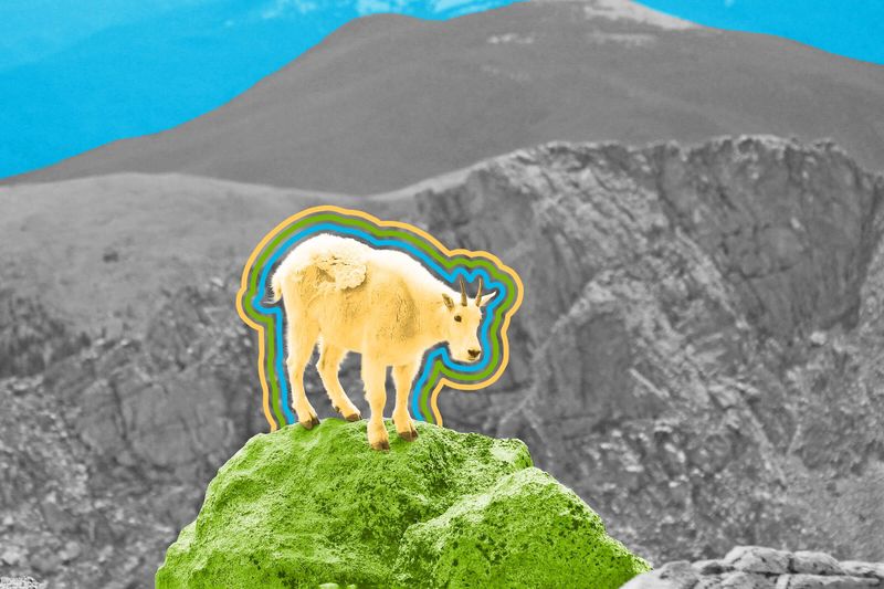 Mountain goats aren’t actually goats.