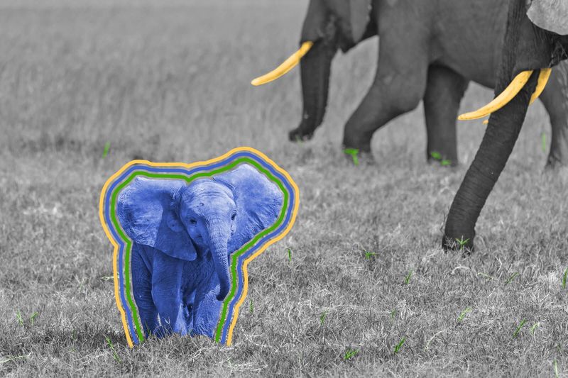 Newborn elephants suck their trunks.