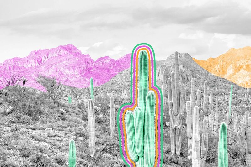 It can take 50 years for a saguaro cactus to grow one arm.