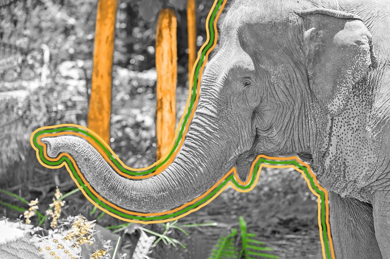 Elephant trunks have more than 40,000 muscles.