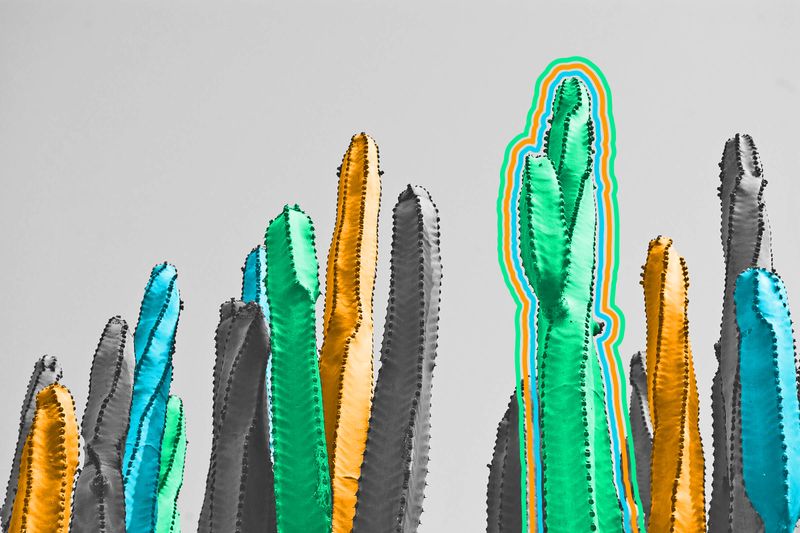 There’s only one species of cactus found wild outside the Americas.