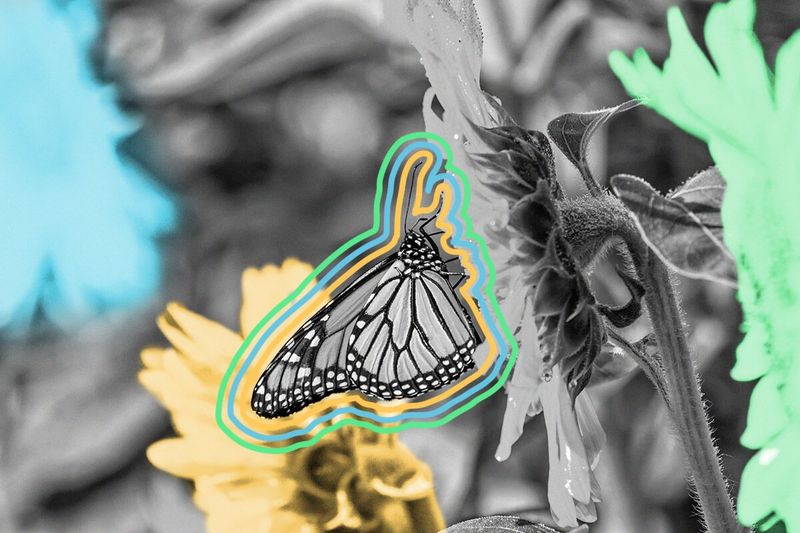 Some monarch butterflies migrate 3,000 miles.