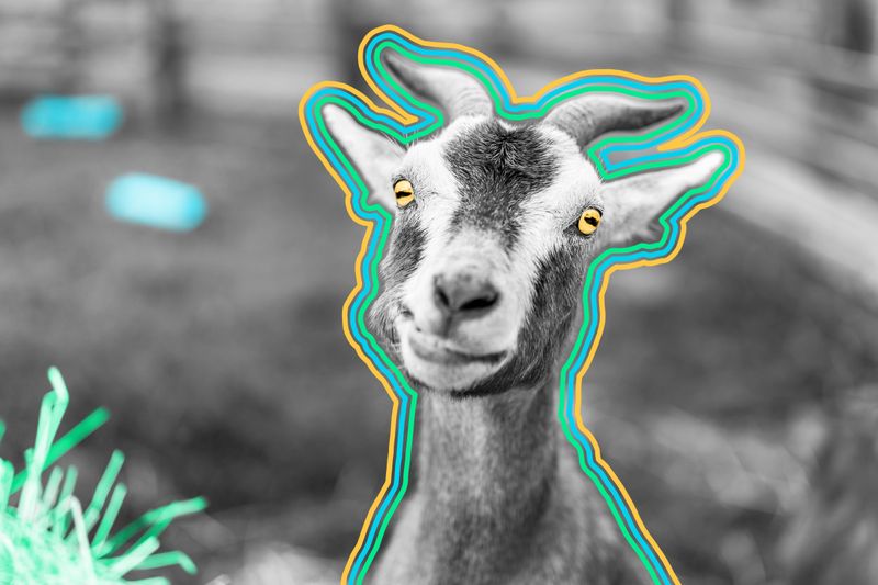 Goats have rectangular pupils.