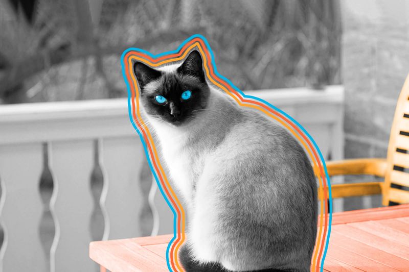 A cat once co-authored a physics paper.