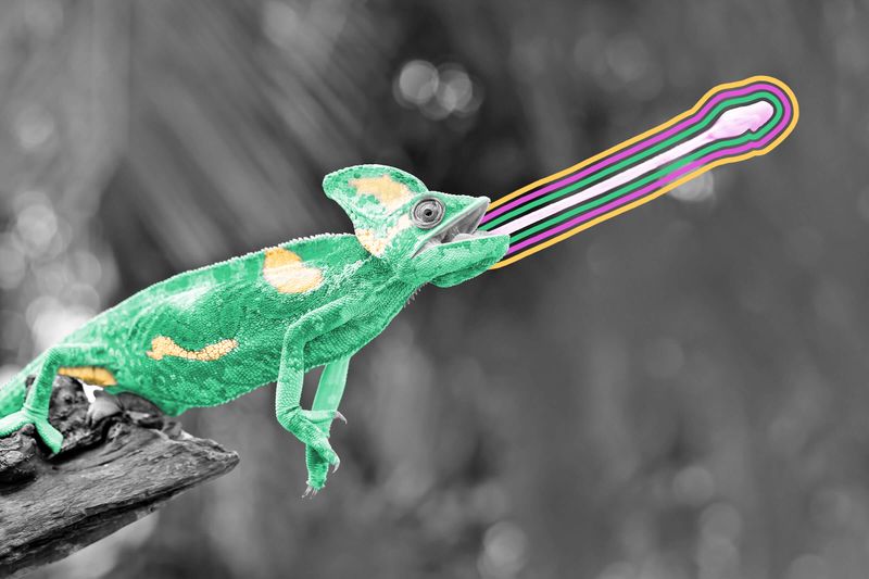 Chameleon tongues are about twice the length of their bodies.
