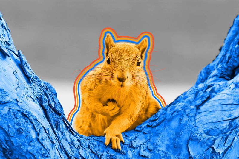 Male squirrels get smarter in the fall.
