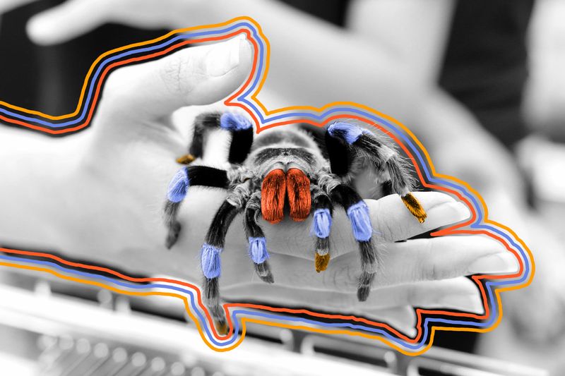 Spiders can have arachnophobia.