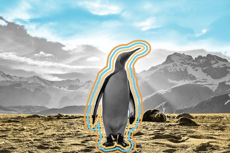 Norway once knighted a penguin.