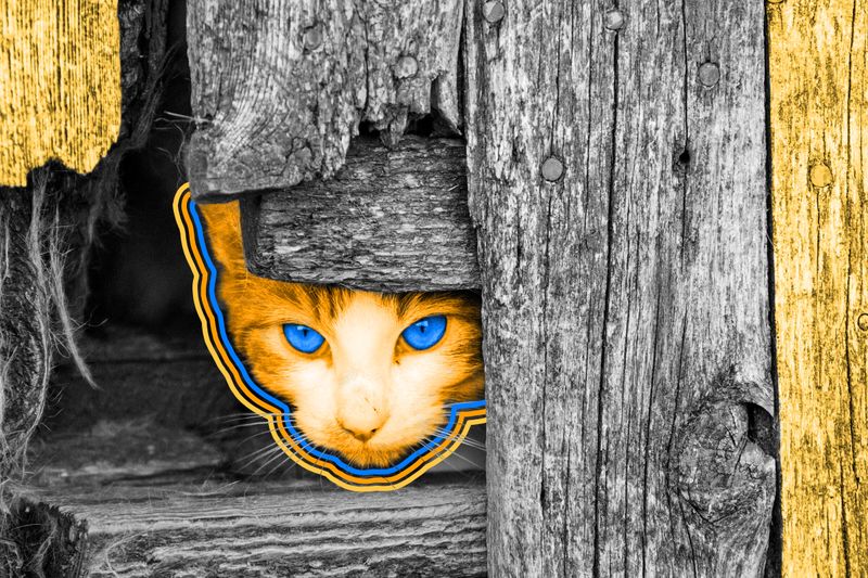 About 200 feral cats roam Disneyland, where they help control rodents.