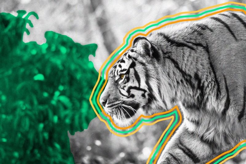 The pattern of every tiger’s stripes is unique.