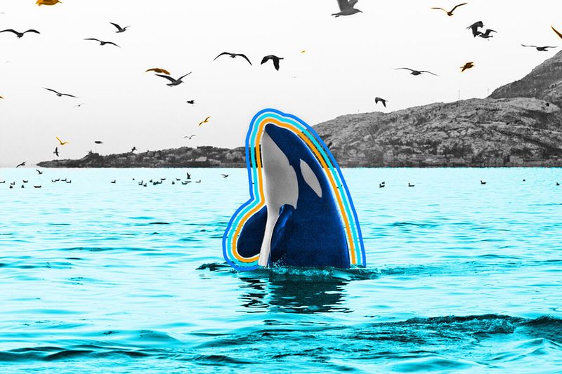 Killer whales are dolphins.