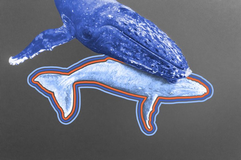 Baby blue whales gain about 8 pounds an hour.