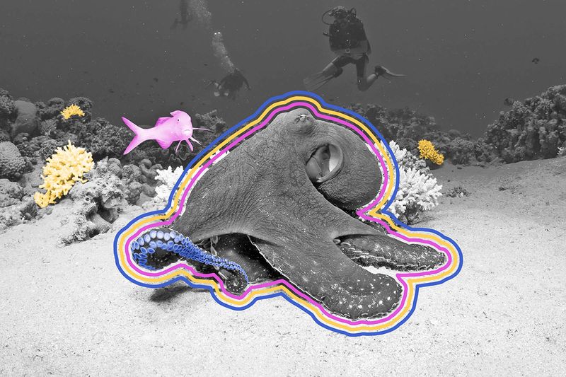 Octopuses don’t have tentacles; they have arms.