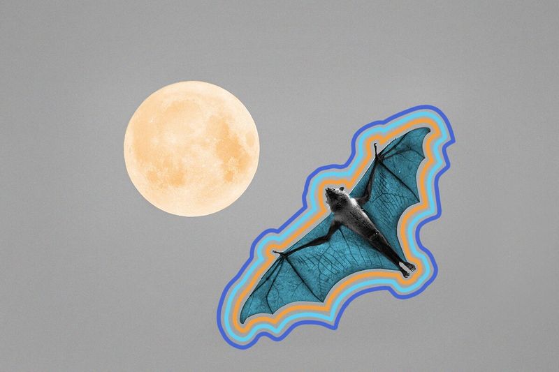 Some bats sing love songs.