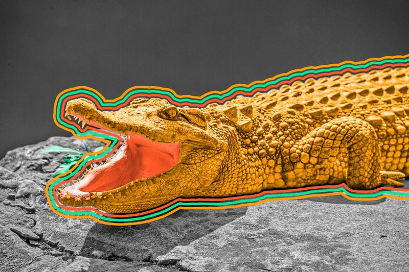 There’s only one region where both alligators and crocodiles coexist in the wild.