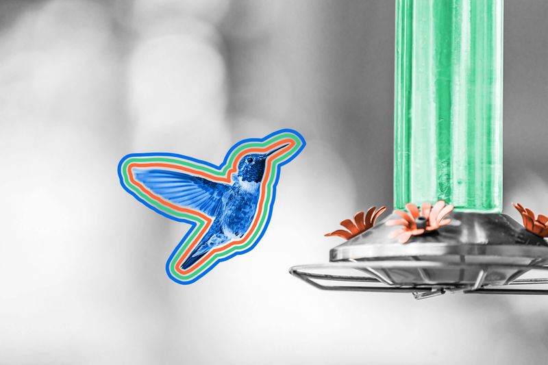 Hummingbirds are the only birds that can hover.