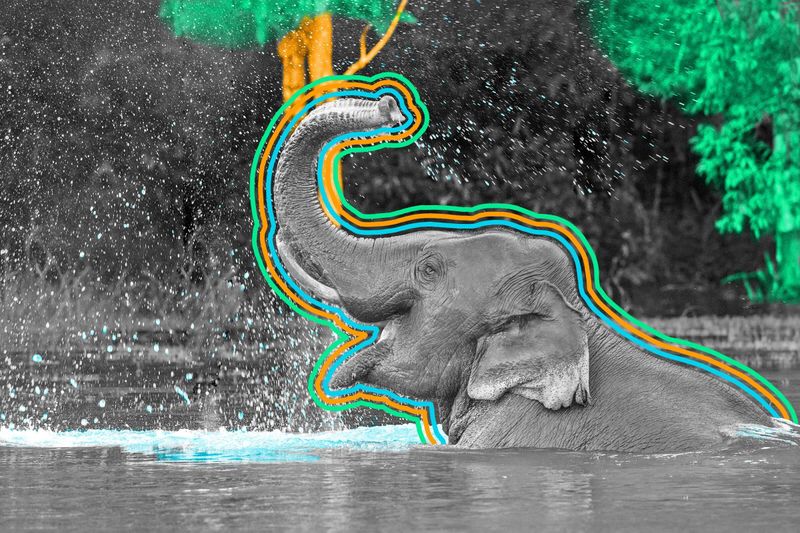 Elephants are matriarchal.