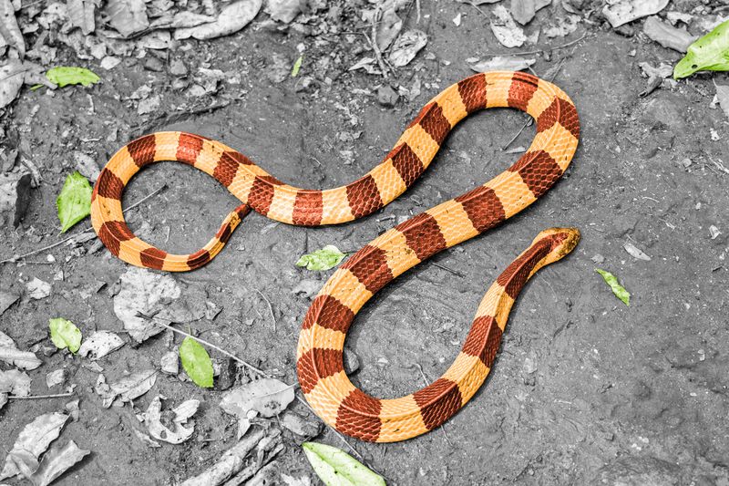 5 Slithery Facts About Snakes