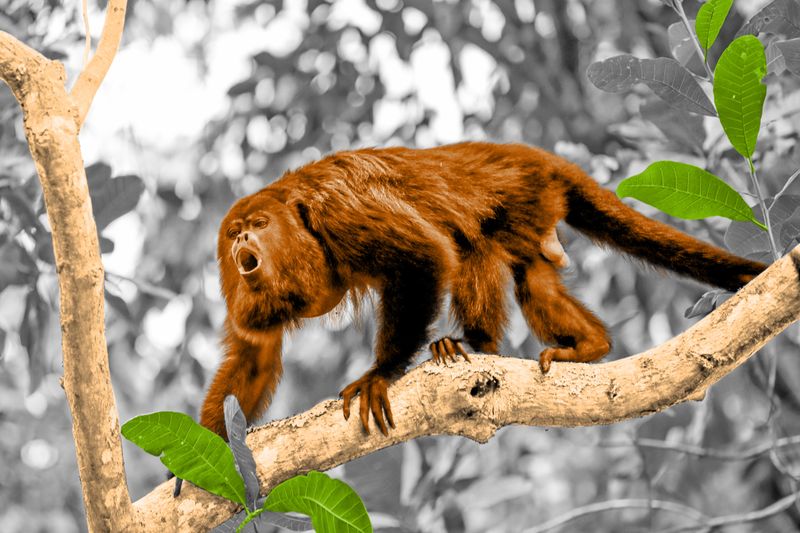 6 of the World’s Loudest Animals