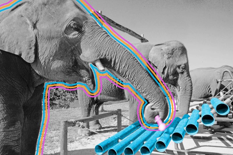 There’s an elephant orchestra in Thailand.