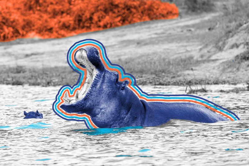 Hippo sweat is red.