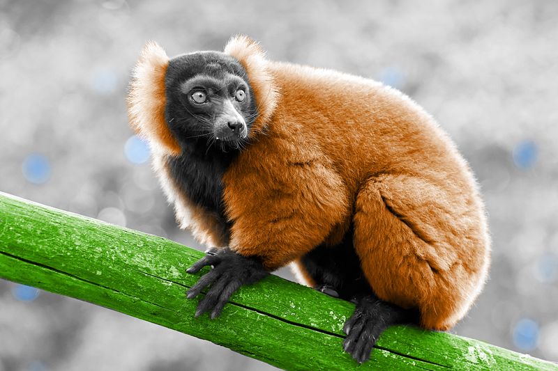 6 of the Softest Animals on Earth