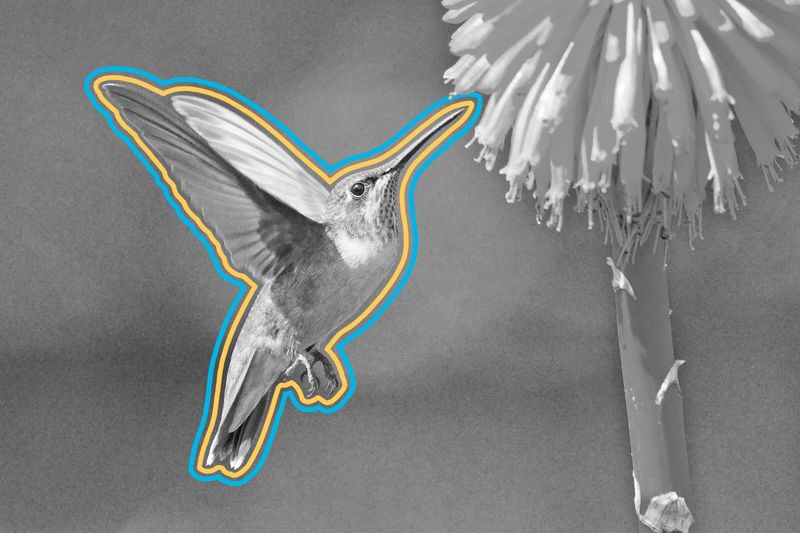 The Teeny-Tiniest Animals on Earth
