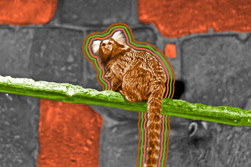 Marmosets call each other by name.