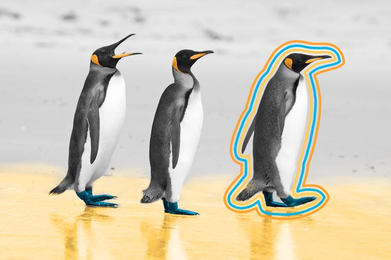 The birds we call penguins aren’t technically penguins.