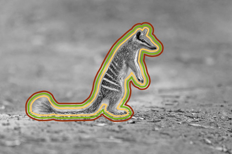 6 Animals You’ll Find Only in Australia 