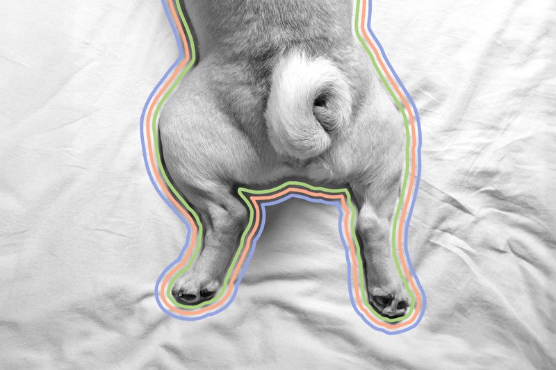 What Your Dog Is Telling You When It Wags Its Tail