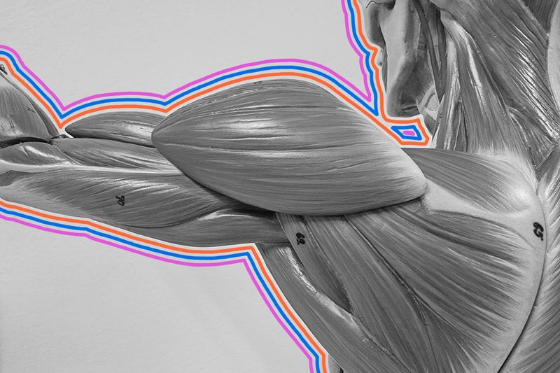 These Muscle Facts Are a Serious Flex