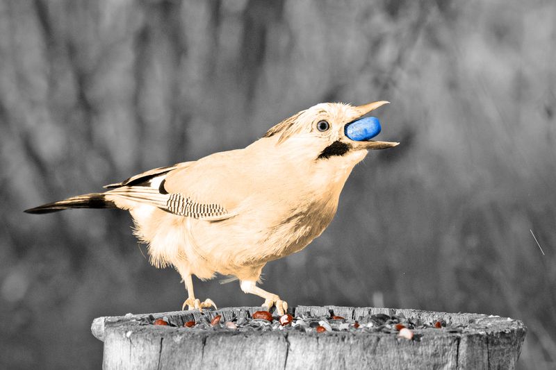 5 Animals With the Biggest Brains for Their Size
