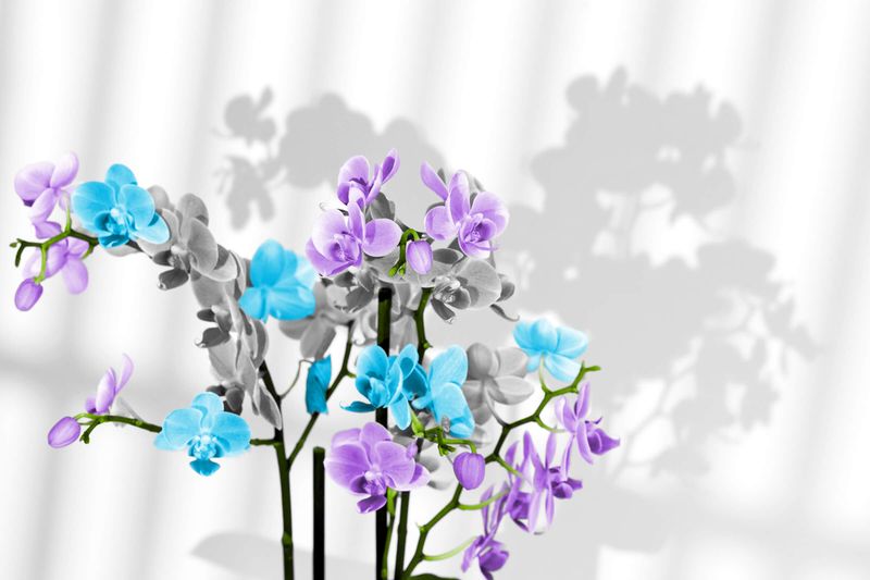 6 Surprising Facts About Flowers