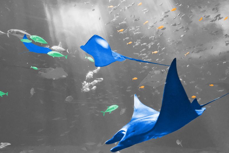 7 Secrets of the Ocean