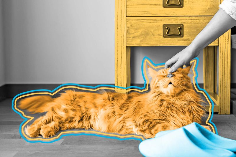 Around 80% of orange cats are male.