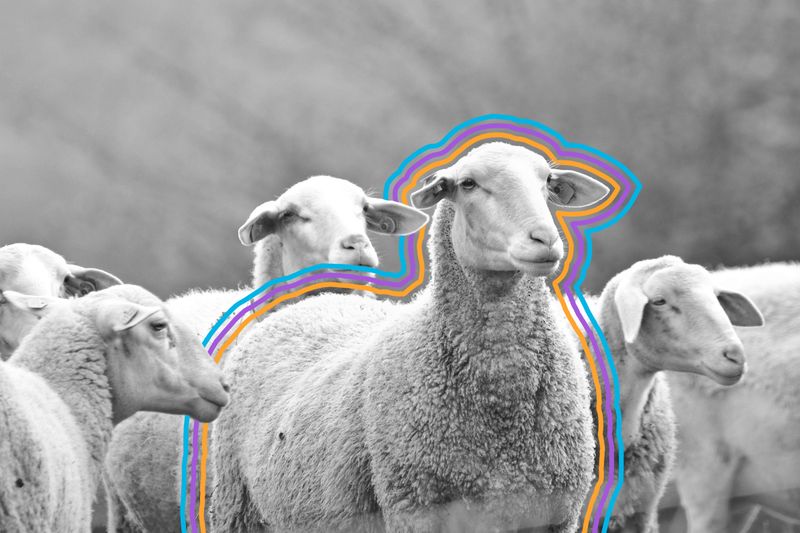 6 Things You Never Knew About Sheep