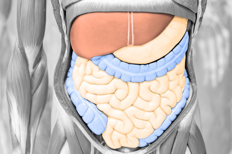 7 Chewy Facts About Your Digestive System