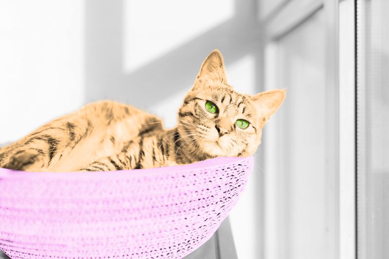 8 Purr-fectly Splendid Cat Facts