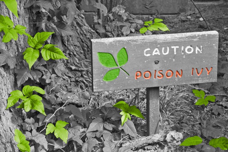 5 Plants You Should Never, Ever Touch