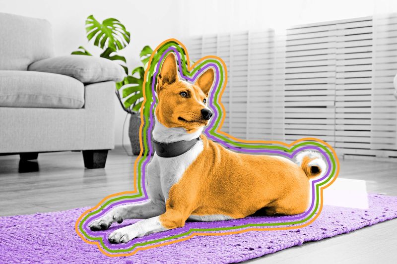 There’s a dog breed that doesn’t bark.