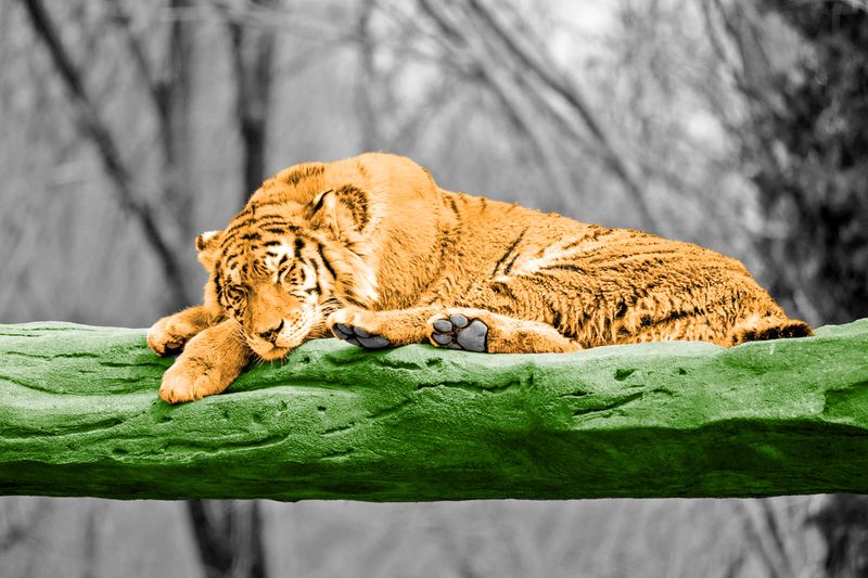 7 Animals That Spend the Majority of Their Lives Asleep