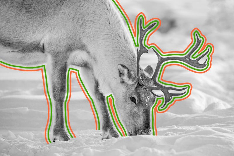 5 Wild Facts About Reindeer