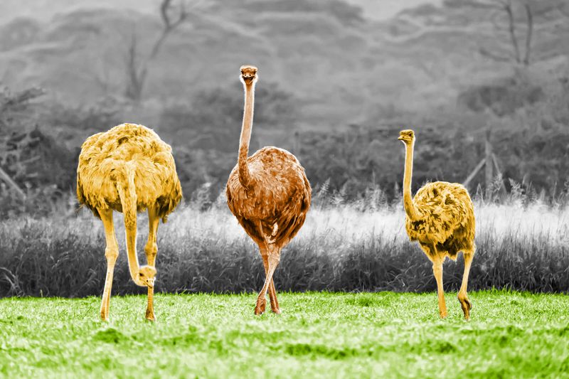 The Most Enormous Birds on the Planet