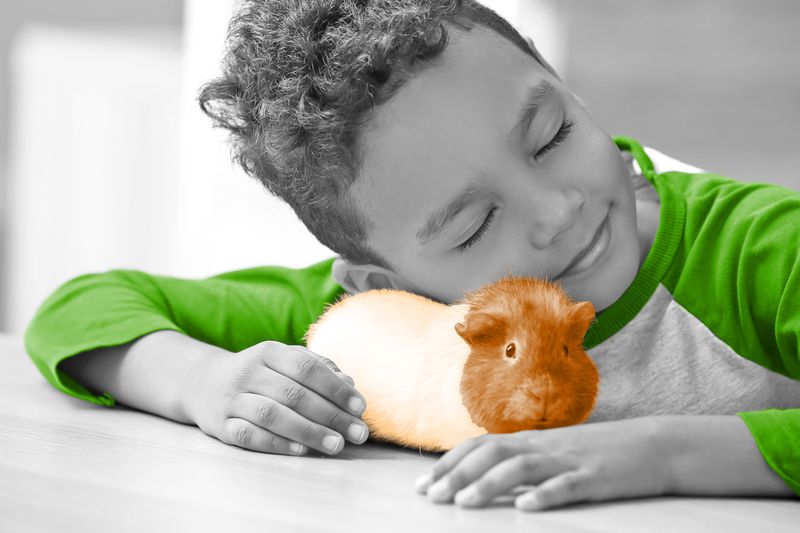 5 Pint-Sized Facts About Rodent Pets