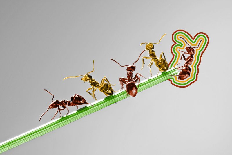 Ants go to war with other colonies.