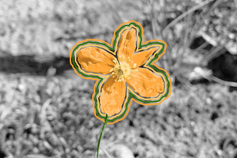 There’s a California flower that only grows after fires.